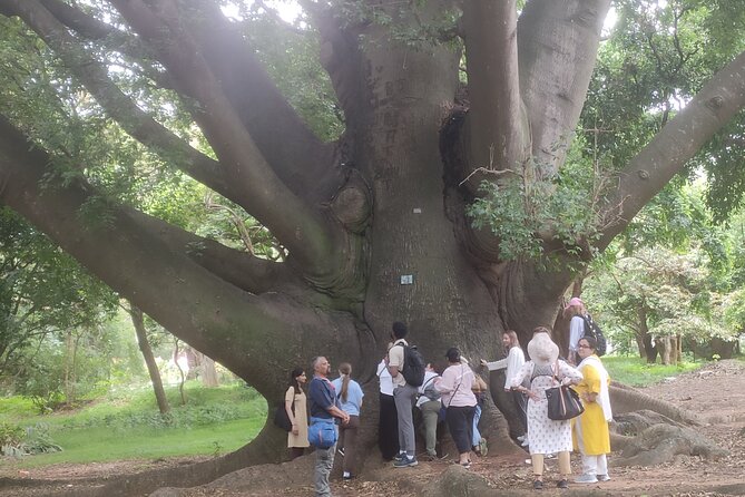 Lalbagh Botanical Garden Early Morning Walk + Breakfast at MTR - Glass House Area: Where Trees and Architecture Meet