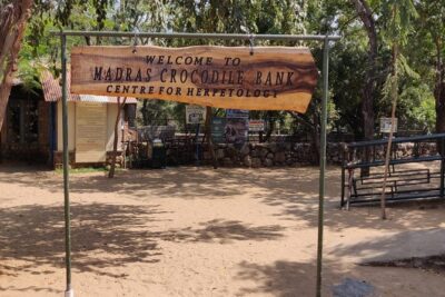Mahabalipuram walking tour by certified travel company - Arjuna’s Penance: one long bas-relief story