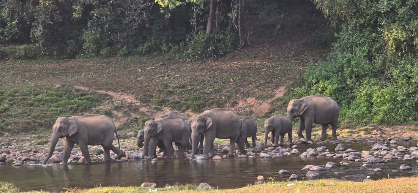 Munnar: Anakulam Jeep Safari to Explore Wild Elephants - Entering Anakulam: elephant viewing, forest walk, Idacholayaar River bath, and Kerala meal