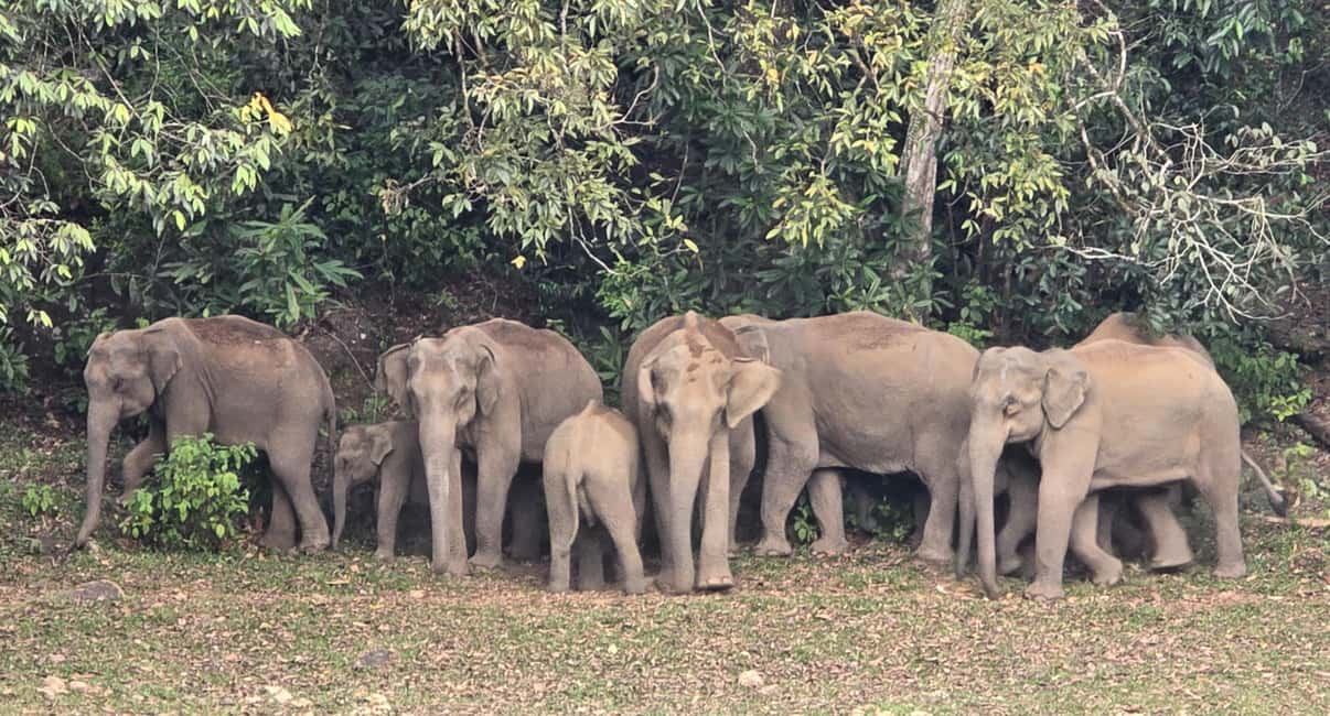 Munnar: Anakulam Jeep Safari to Explore Wild Elephants - Price, private-group value, and what’s actually included