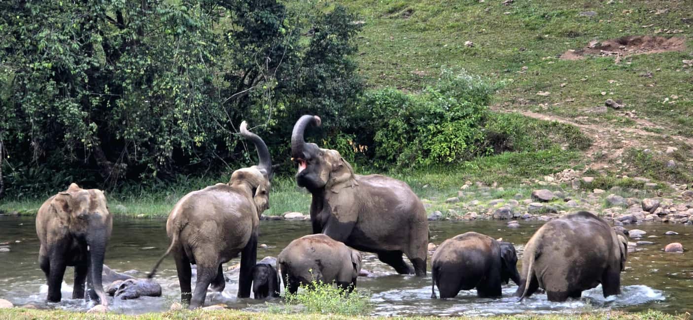 Munnar: Anakulam Jeep Safari to Explore Wild Elephants - What to pack (and the one rule that keeps things smooth)