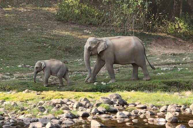 Munnar Daily Tour - Who This Trip Suits Best (And When to Rethink It)