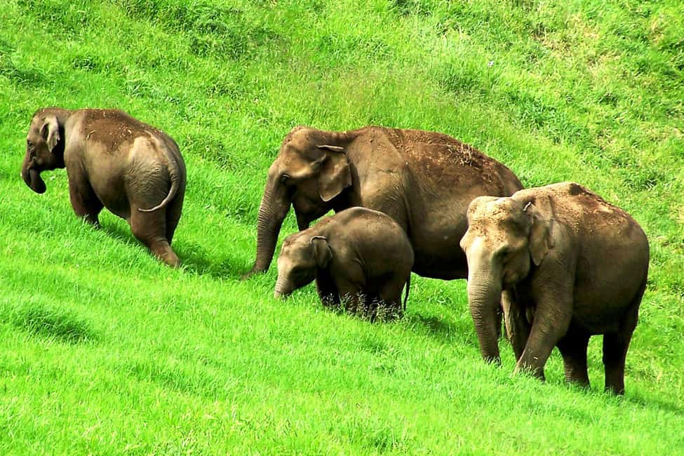 Munnar: Jeep Safari to Vattavada Village - Wildlife odds and photo strategy on the drive