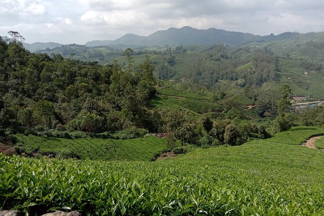 Munnar Mountain Trekking - Tea-Garden Walking and Close-Up Photo Time
