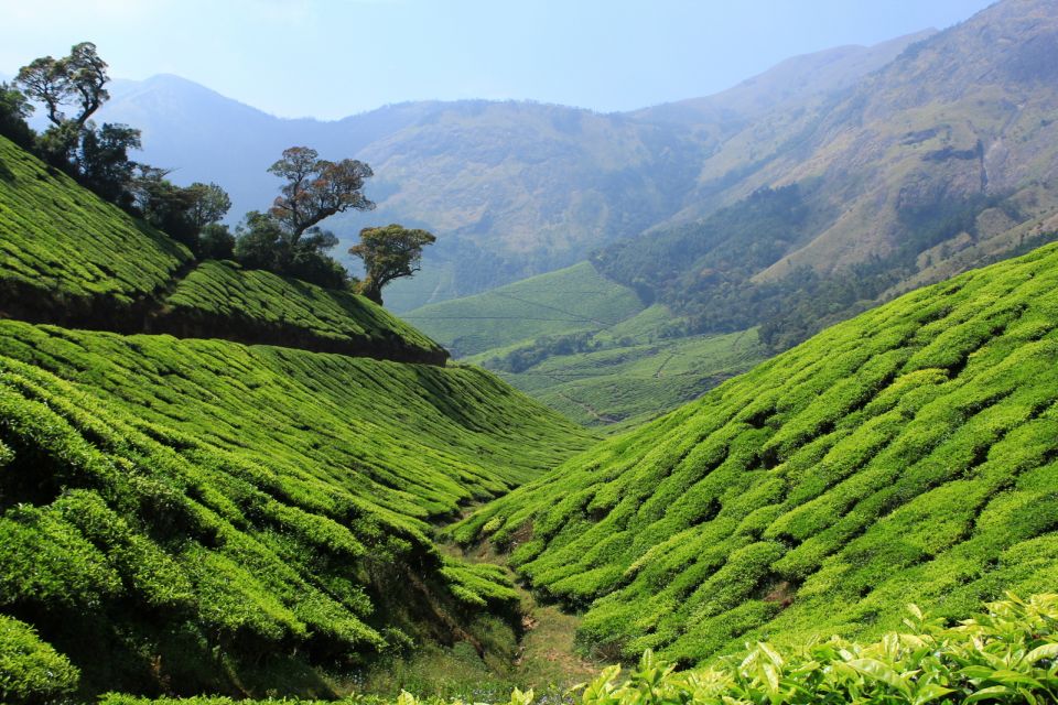 Munnar Private Day Trip - Key highlights you’ll care about