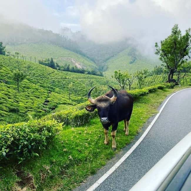 Munnar : Private One Day Tour from Kochi. Free Pickup-Drop - Should you book this private Kochi to Munnar day tour?