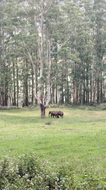 Munnar : Private One Day Tour from Kochi. Free Pickup-Drop - The Munnar core: tea gardens, Mattupetty Dam, and the tea museum/factory