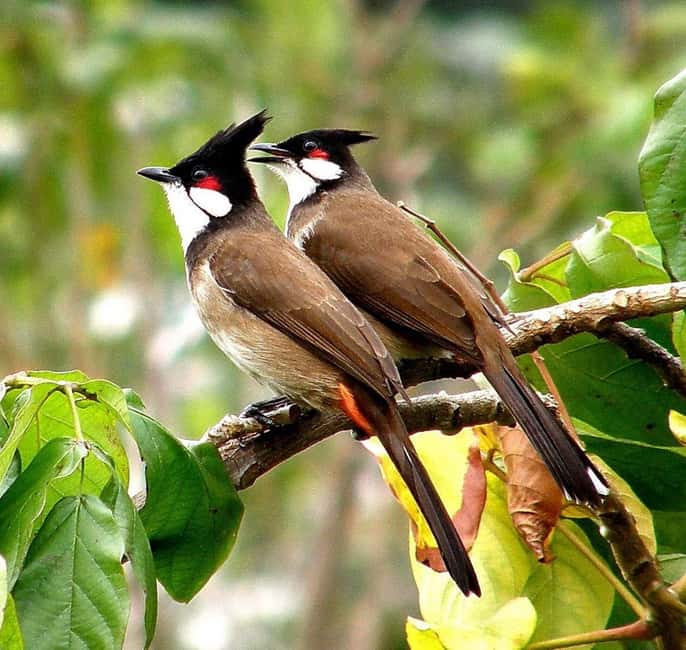 Munnar : Private One Day Tour from Kochi. Free Pickup-Drop - Who this Munnar day trip fits best (and who should skip it)