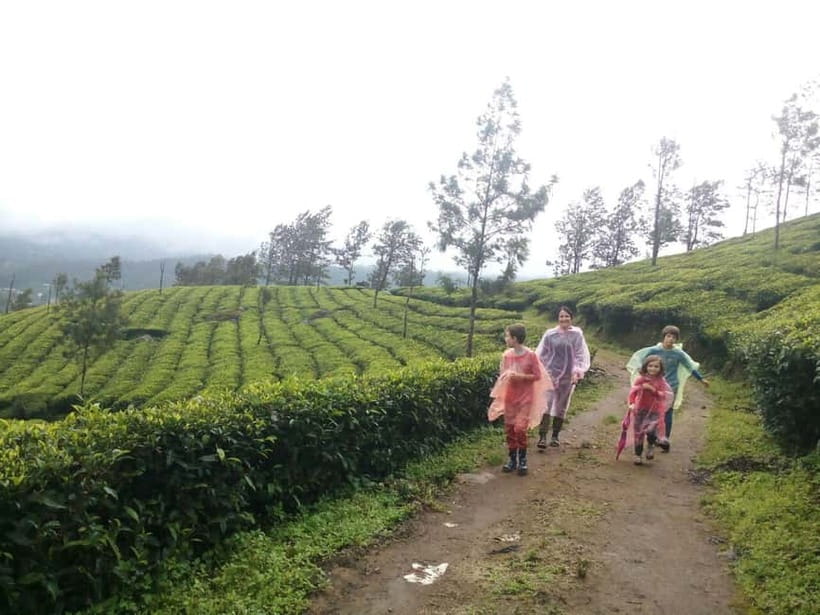 Munnar: Sunrise Trekking Adventure with Breakfast - The Route: Tea, Grasslands, and Coffee/Cardamom Estates