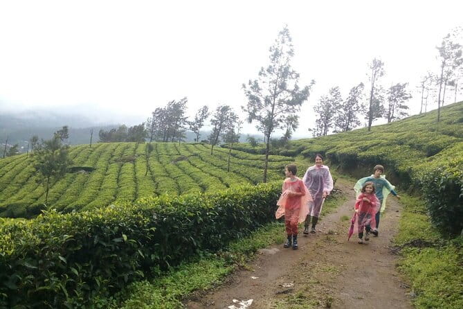 Munnar Tea Plantation Evening walking with Sunset View - Late Afternoon Timing: Why a 3:30 pm Start Works