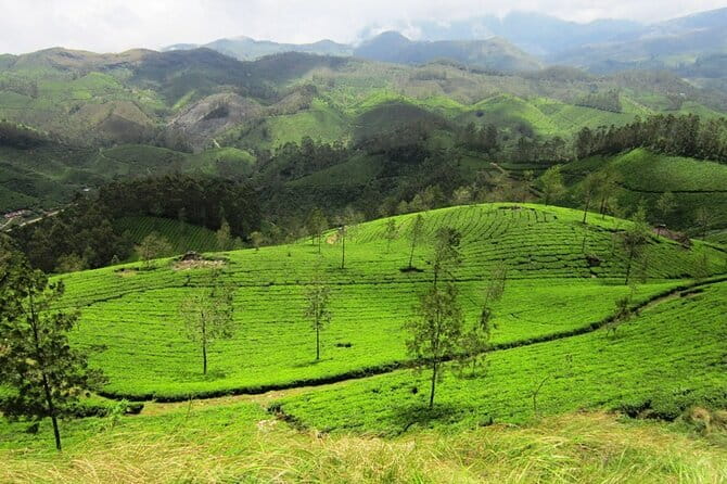 Munnar Tea Plantation Evening walking with Sunset View - Snacks and Water: Where the $8 Value Comes From