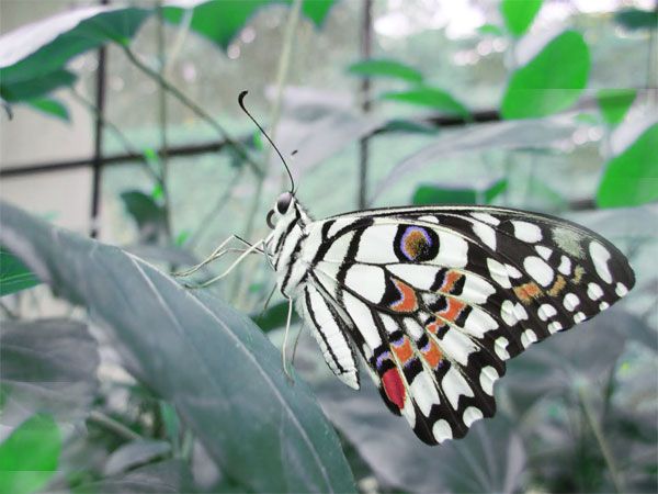Private Bannerghatta National Park Day Excursion - Key takeaways before you go