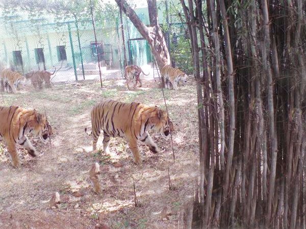 Private Bannerghatta National Park Day Excursion - Getting to Bannerghatta: the Bangalore timing that matters