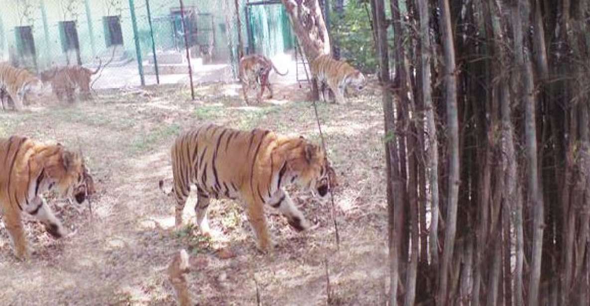 Private Bannerghatta National Park Day Excursion - How long 7 hours really lasts: the pacing reality