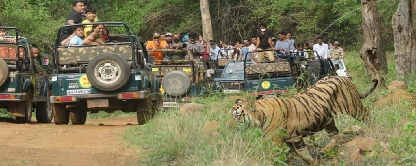Private car and driver Bangalore Excursion to Bannerghatta - Lunch at your own expense: plan for a real break