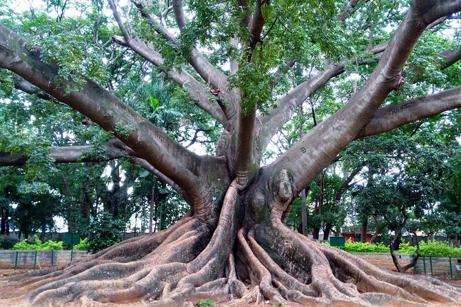 Private Guided Bangalore Experience - Cubbon Park: The City’s Green Breathing Room