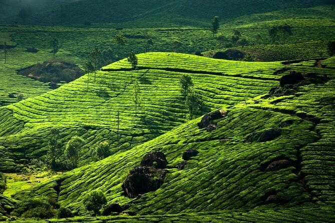 Private Houseboat Backwater Day Cruise tour with Lunch from Cochin - Price and Value: What You Get for About $125 Per Person