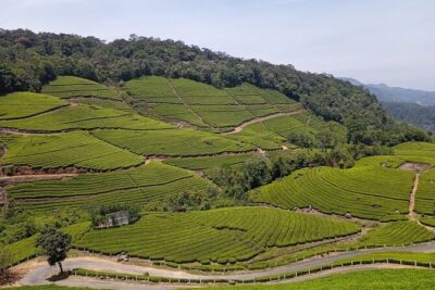 Sandal Wood & Sight Seeing Tour (Munnar Valley Trekking & Tours) - A tight Munnar loop in 5 to 6 hours (and how to pace it)