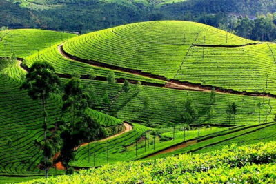 Serene Munnar Retreat: Private Tour from Kochi to the Munnar Hill - Cheeyappara Waterfalls: The 7-Step Stop You Don’t Want to Skip