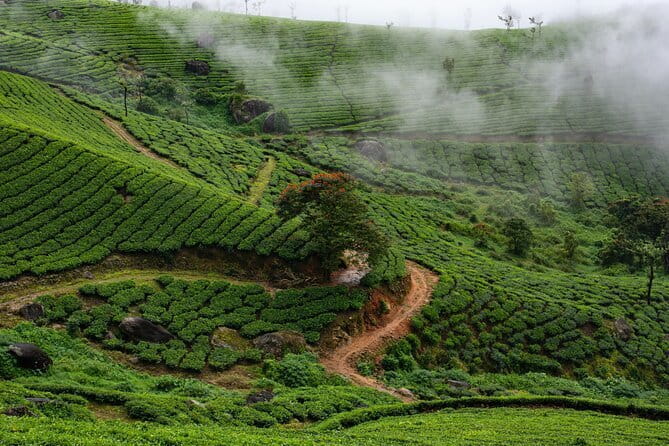 Serene Munnar Retreat: Private Tour from Kochi to the Munnar Hill - Eagle’s Flight Zipline: Optional Fun with a Clear Price