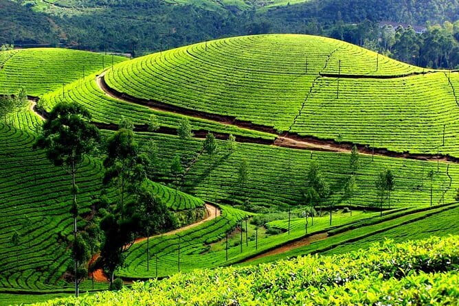 Serene Munnar Retreat: Private Tour from Kochi to the Munnar Hill - Cheeyappara Waterfalls: The 7-Step Stop You Don’t Want to Skip