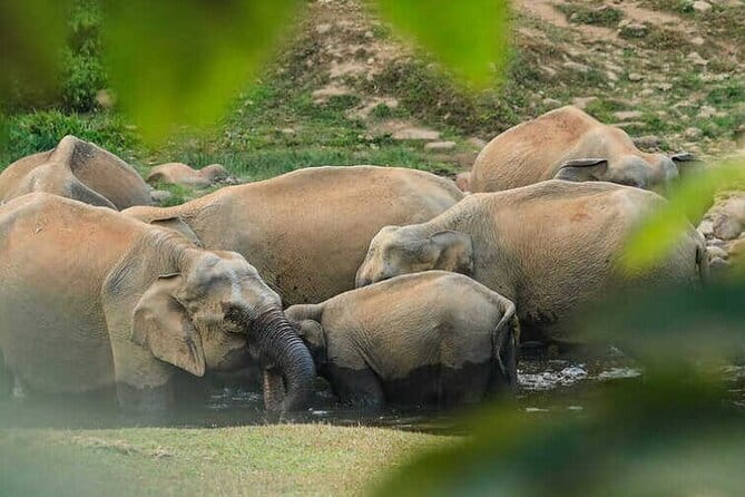 Wild Life Anakulam Jeep Safari - Meeting point and pickup: The small details that prevent stress