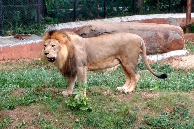 Wild life tour in Chennai with guide and private car - Chennai Snake Park: 23 Species and a Crash Course in Indian Reptiles