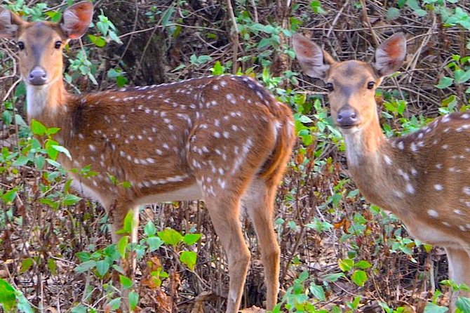 Wild life tour in Chennai with guide and private car - Madras Crocodile Bank Trust and Centre for Herpetology: Jaws III and Conservation Talk