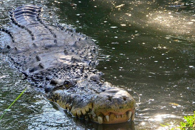 Wild life tour in Chennai with guide and private car - The 8:00 am Start: Logistics That Keep the Day Comfortable